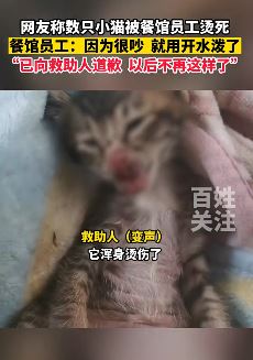 网友曝多只小猫被餐馆员工烫死