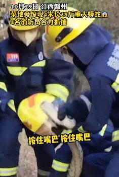 菜地惊现28斤重大蟒蛇 4名消防员合力抓捕