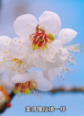 广东新兴县上千亩梅林盛开美如仙境