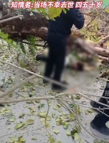福建南平一大树倾倒砸中路过女子身亡