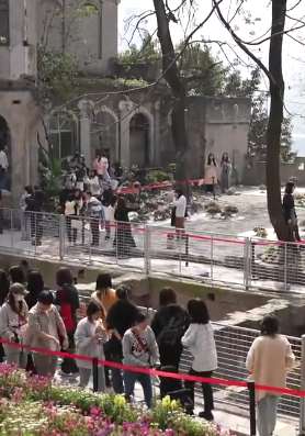 重庆一百年建筑经修缮后变"荒野花园"走红