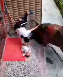 女子屋外哄娃遭疯牛袭击 婴儿被摔在地上惨叫！