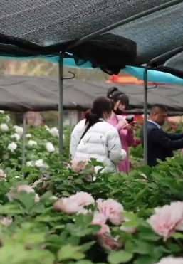 来洛阳赏牡丹，花开花落二十日，一城之人皆若狂！