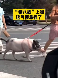 长春一女子大街上溜猪上热搜