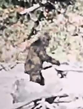 大脚怪是否真的存在?高清影像再添左证
