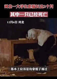 河北一大学生虐猫长达2月 其中一只已经死亡