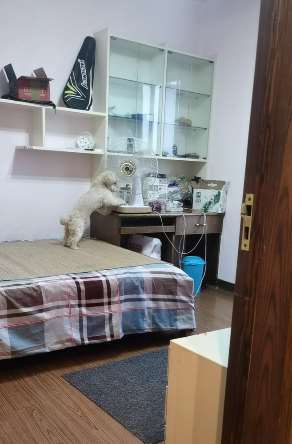 泰迪成精了！会铺床会关灯还会开风扇！