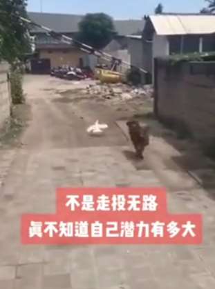 不是走投无路真不知道自己有多大潜力