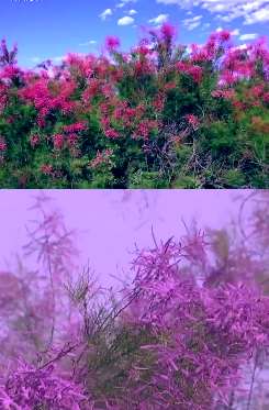 新疆玛纳斯县万亩野生红柳盛开 在沙漠中分外美丽