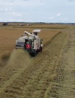 航拍无人收割机收割水稻 一亩地省60元左右