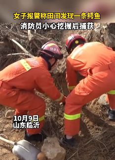 女子报警田间发现条鳄鱼 消防员顺利捕获