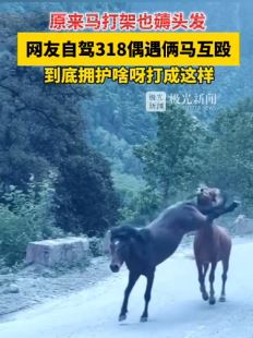 网友自驾318偶遇2匹马打架 停车看热闹