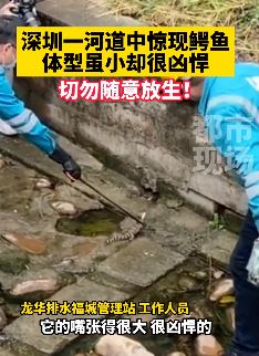 深圳一河道中惊现鳄鱼  体型虽小却很凶悍
