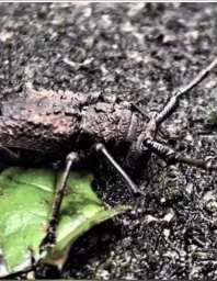 福建发现新物种天牛 以啃食落叶为生