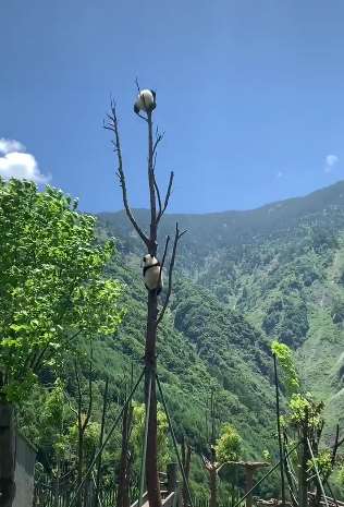 熊猫上树，见过吗？没见过的进来看看！