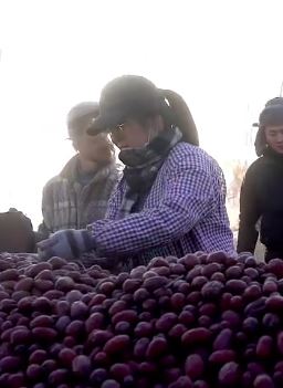 海归女孩"卖枣"记：回乡种枣做个建设者