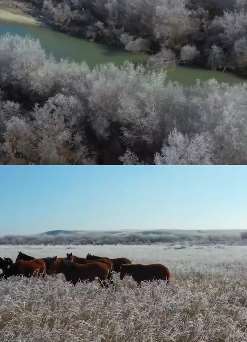 新疆昭苏104万亩湿地公园雾凇景观十分震撼