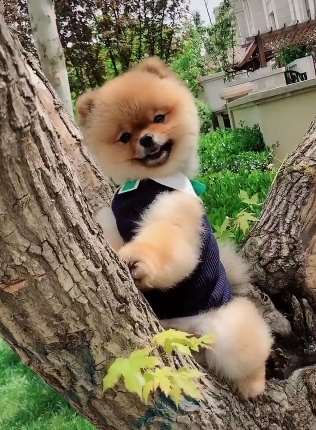 你见过如此可爱的狗仔吗？希望没把你萌倒！