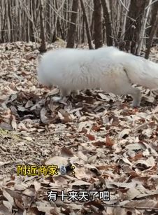 南阳一地现“三腿白狐” 很多人慕名前来围观