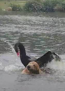 金毛下湖游泳被黑天鹅毒打