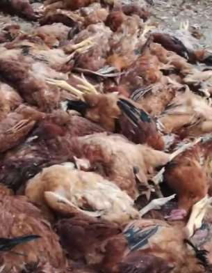 流浪狗夜闯鸡舍咬死养殖户500多只鸡