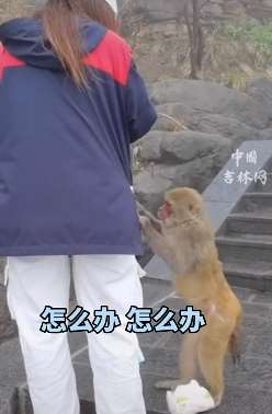 女子旅游被猴子强行搜身 称已被猴子"抢劫"三次