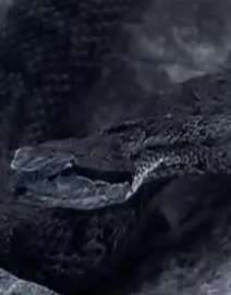 神奇小岛遍布毒蛇几乎没有其它动物