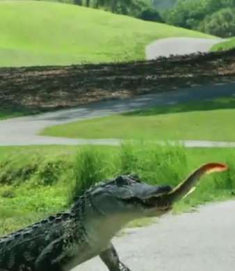 鳄鱼与电鳗打架，你猜它们哪个会赢？