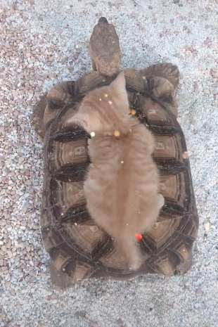 乌龟背着猫咪去旅行，想去哪里都带上你！