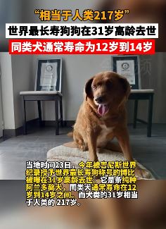 世界上最长寿狗狗31岁去世 相当于人类217岁