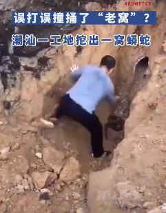 吓人！潮汕一工地挖出一窝蟒蛇！