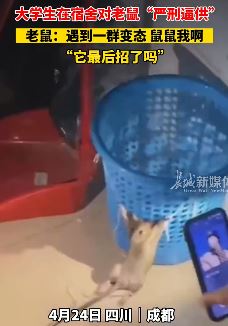 大学生在宿舍恶搞对老鼠"严刑逼供"  老鼠：遇到一群变态