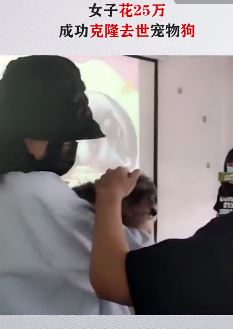 北京一女子花25万成功克隆去世的宠物狗