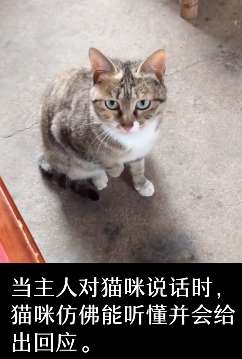 能听懂人话的猫咪走红网络 主人与它能简单沟通交流