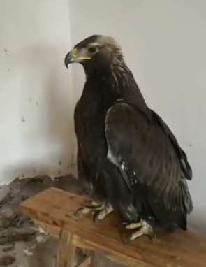 金雕到村民家中捕食被困 因病虚弱被送往救助站