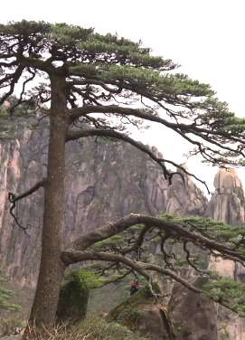 黄山迎客松树龄超千年为何屹立不倒?原来用了这个"黑科技"!
