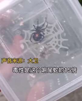 成都惊现"国产黑寡妇"怪肥腹蛛