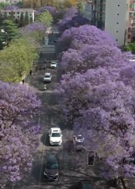四川西昌街头遍布紫色蓝花楹 随风摇曳如梦如画