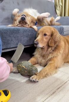 搞笑萌宠：我是不会说话，不代表我傻