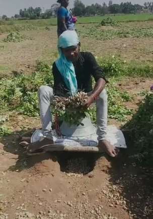 原来印度人这样摘花生 省时又省力两下搞定！