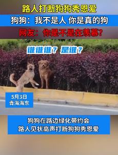 搞笑视频：路人高声打断狗狗秀恩爱 网友：你是不是在羡慕！
