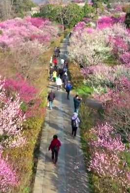 春意渐浓!南京梅花山"花海如潮"迎赏梅最佳观赏期!