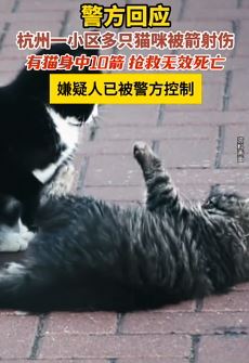 杭州一小区多只猫咪被箭射伤 嫌疑人已被警方控制