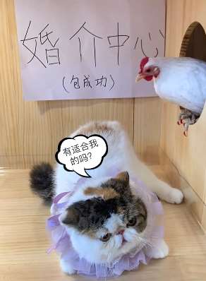 鸡老二婚介中心:猫咪来相亲,这对白太搞笑有意思了!