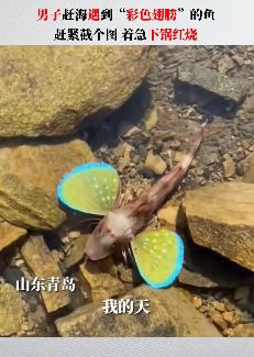 青岛一男子赶海偶遇一条长着“彩色翅膀”的鱼