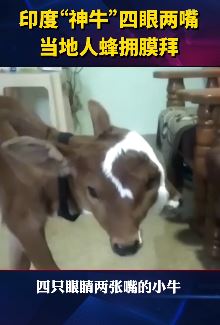印度"神牛"拥有四眼两嘴  当地人蜂拥膜拜