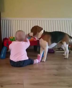 会照顾宝宝的狗狗，有了它就不用请保姆了！