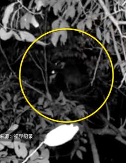 国家濒危鸟类海南虎斑鳽在广东被发现