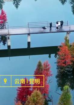 昆明一水杉林美景走红，游客慕名打卡后留满地垃圾