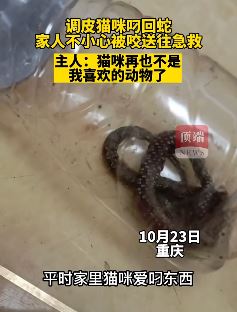 猫咪把蛇叨回家咬伤主人送医